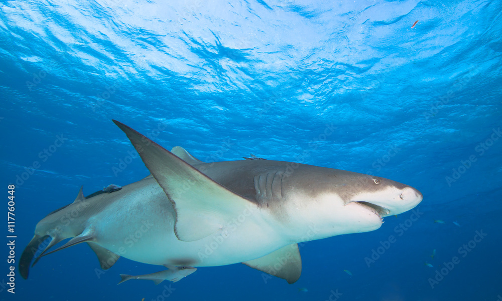 Fototapeta premium Lemon shark, Bahamas.Caribbean sea. 
