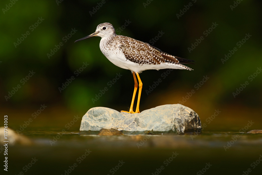 Water bird in the river, Rio Baru in Costa Rica. Lesser Yellowlegs ...