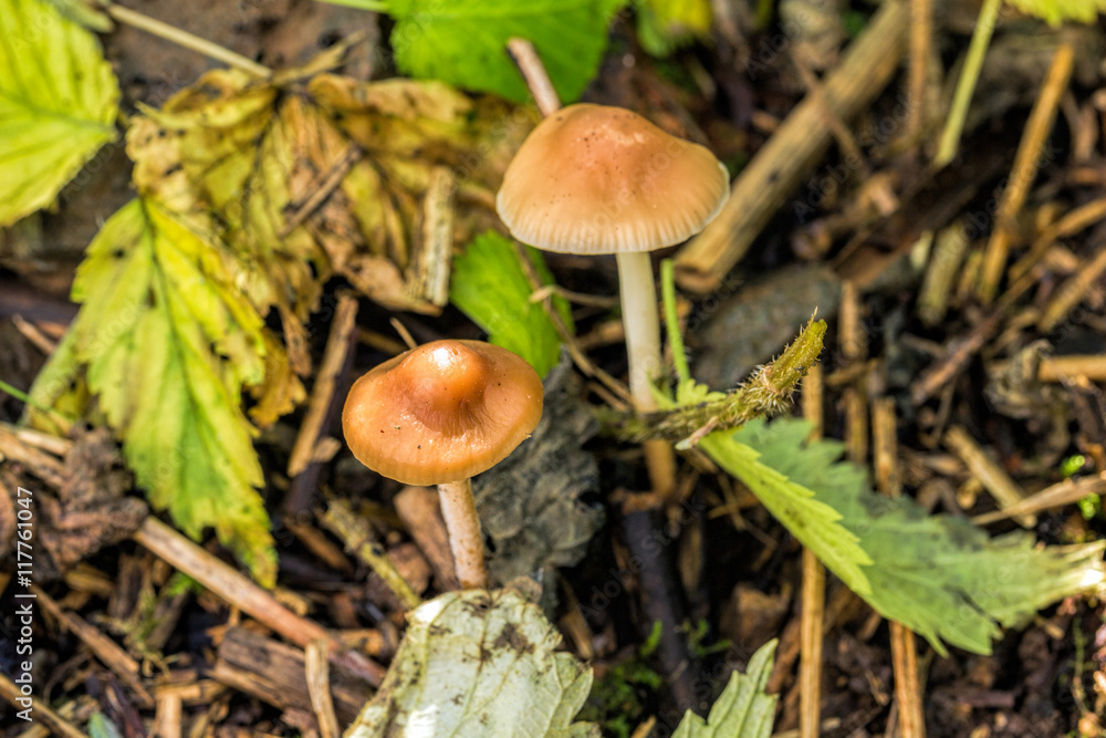 Mushrooms Leptonica seritsella in the green grass Mushrooms Leptonica seritsella in the green grass