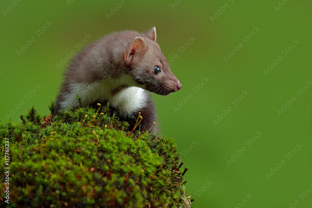 Stone marten, Martes foina, with clear green background. Beech marten, detail portrait of forest animal. Small predator sitting on the beautiful green moss stone in the forest. Wildlife scene, Europe. Stone marten, Martes foina, with clear green background. Beech marten, detail portrait of forest animal. Small predator sitting on the beautiful green moss stone in the forest. Wildlife scene, Europe.