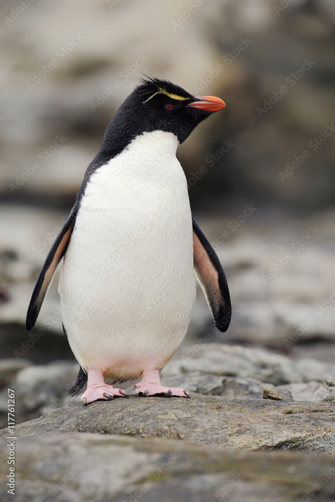 Fototapeta premium Rockhopper penguin, Eudyptes chrysocome, in the rock nature habitat. Black and white sea bird, Sea Lion Island, Falkland Islands. Penguin in the rock. Beautiful sea bird. Penguin in the nature.