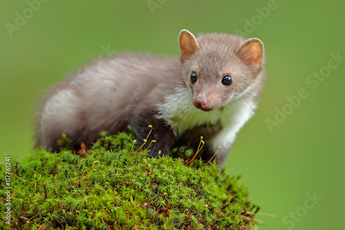 Wildlife scene, France. Stone marten, Martes foina, with clear green background. Beech marten, detail portrait of forest animal. Small predator sitting on the beautiful green moss stone in the forest. photo