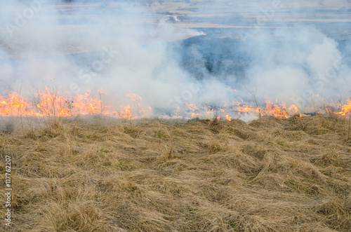 Line of the fire - burning meadow grass