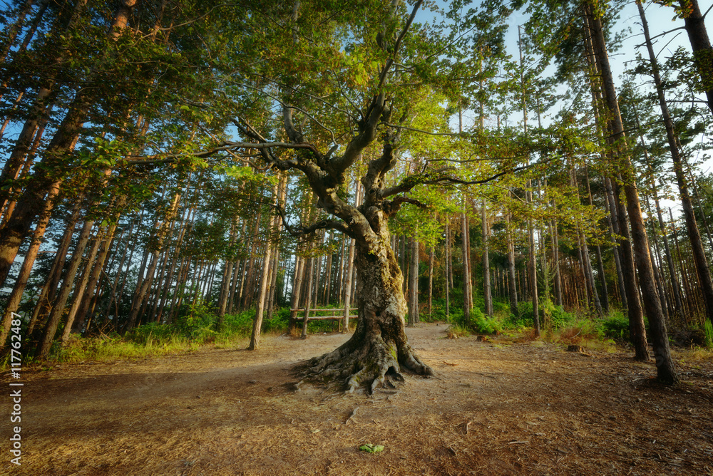 Fototapeta premium The old tree near Belintash sanctuary, Bulgaria