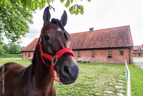 Fototapeta Naklejka Na Ścianę i Meble -  Gestüt in Ostpreußen