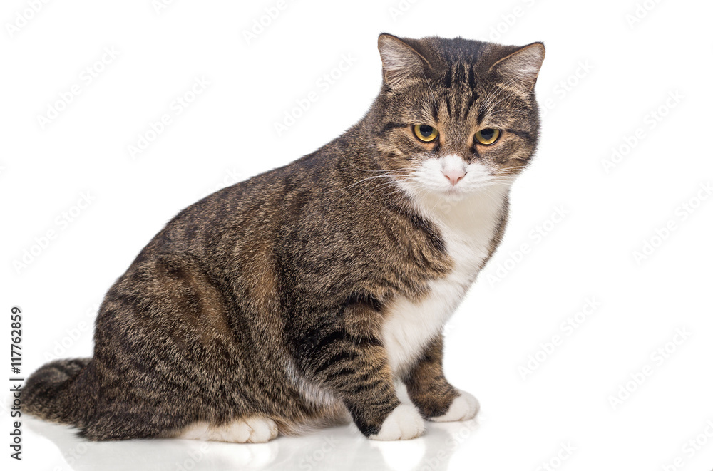 Big fat grey sales cat
