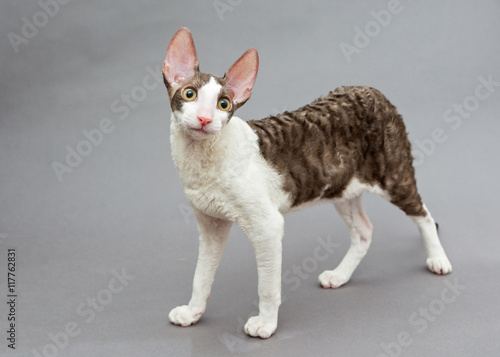 Fotografie Funny cat Cornish Rex