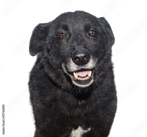 Portrait of a stray dog