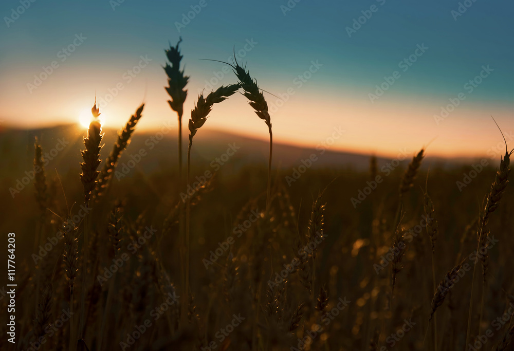 Ears of wheat silhouettes in the sunset light Ears of wheat silhouettes in the sunset light