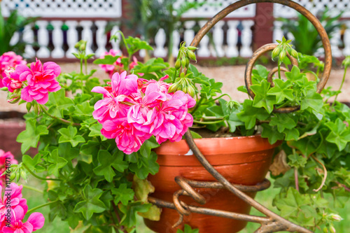 Fototapeta Naklejka Na Ścianę i Meble -  Pink flowers outside in pots in summer geranium