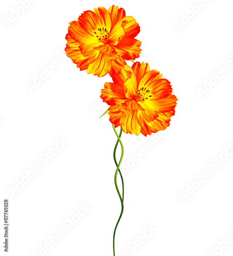 Cosmos flowers isolated on white background.