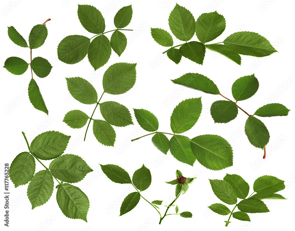 Fototapeta premium Green rose leaves isolated on white background