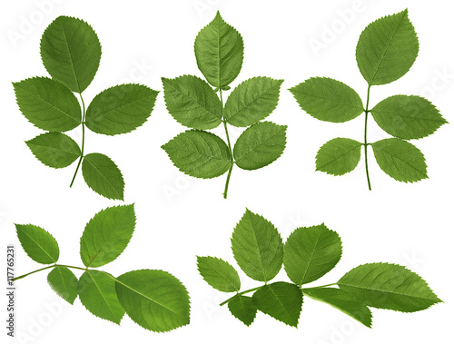 Green rose leaves isolated on white background