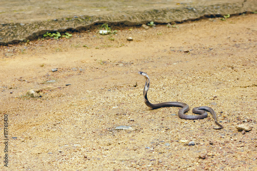 King Cobra Ophiophagus hannah. The world's longest venomous snake. Venomous snake prepares for attack. Cobra Hooded dangerous snake. photo