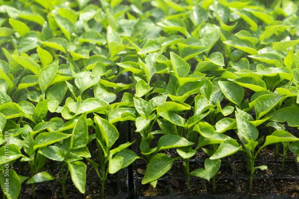 Young plants growing in greenhouse, closeup Young plants growing in greenhouse, closeup
