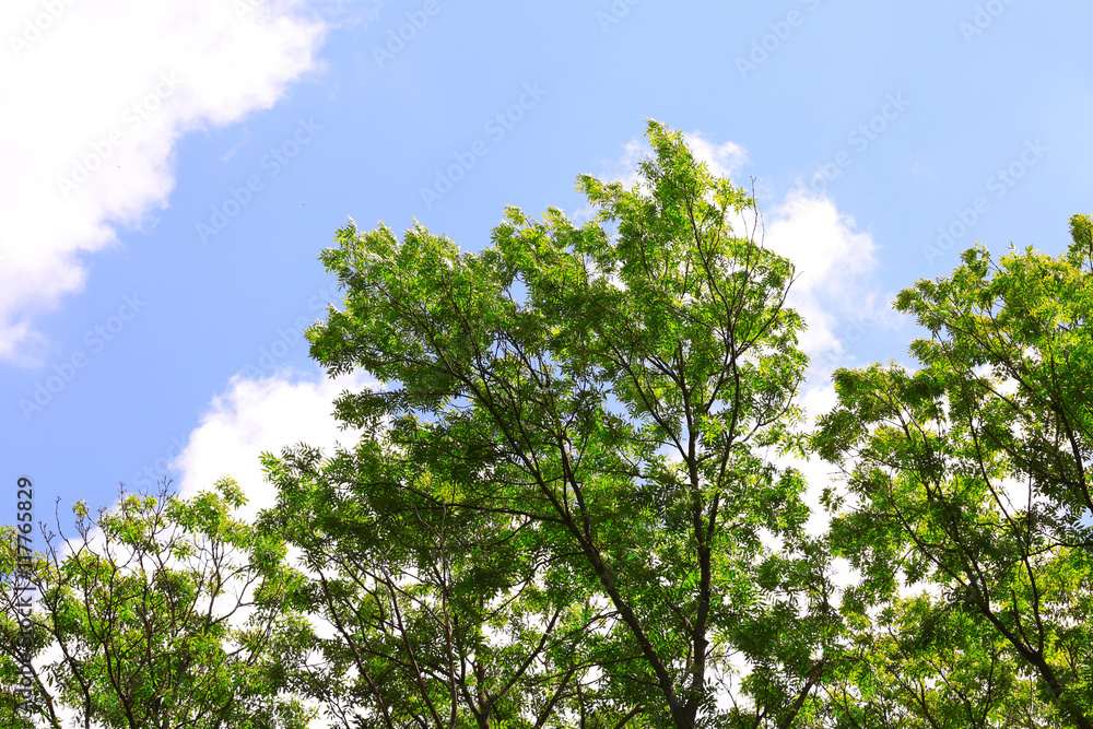 Obraz premium Tree leaves and branches on a sky background