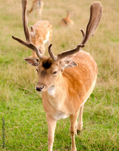 deer in the meadow