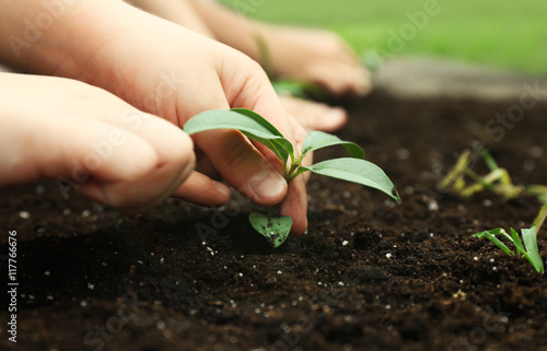 Kids planting seedlings in soil