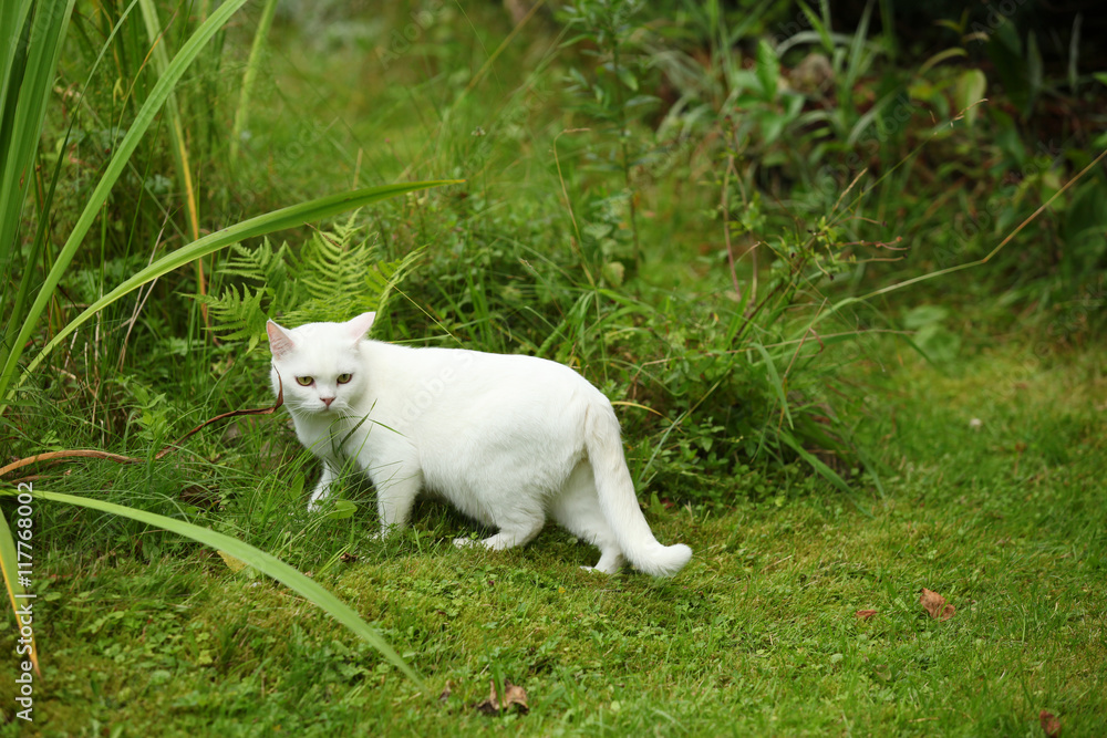 biały kot brytyjski w ogrodzie