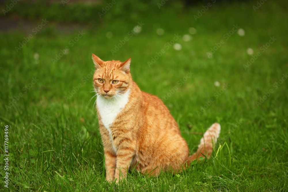 rudy kot w ogrodzie