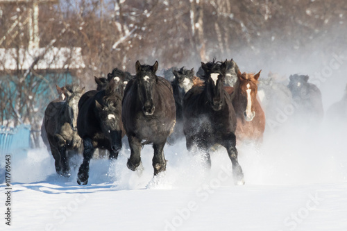 雪原を走る馬 © makieni