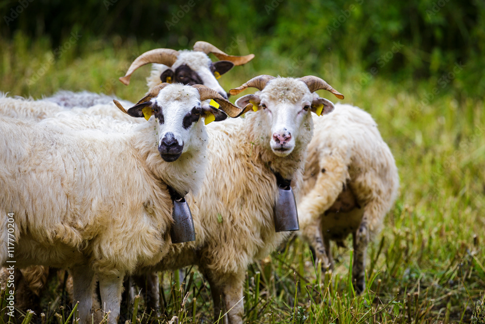 Sheeps Sheeps