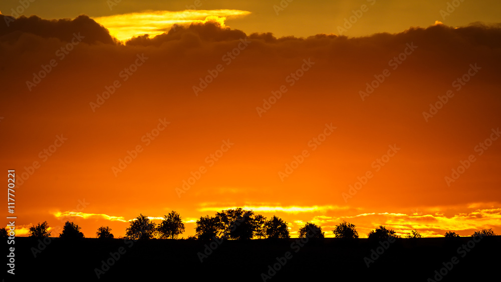 Fototapeta premium Sunset trees