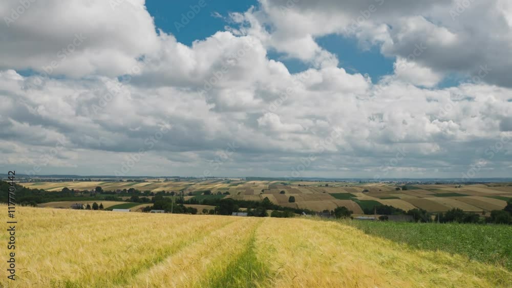 Agriculture field and blue cloudy sky. Summer day on yellow wheat field with blue cloudy sky in the village time lapse stock footage