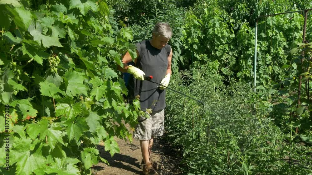 Gardener sprays tomato bushes in the garden between the vine grapes and cucumbers. Uses garden tools and cordless sprayer. Fertilizer, care and feeding of plants. Green trees in the background. Gardener sprays tomato bushes in the garden between the vine grapes and cucumbers. Uses garden tools and cordless sprayer. Fertilizer, care and feeding of plants. Green trees in the background.