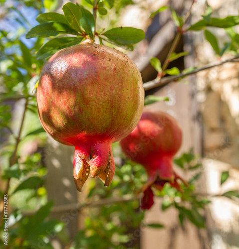 Colorful pomegranate fruit on tree branch photo