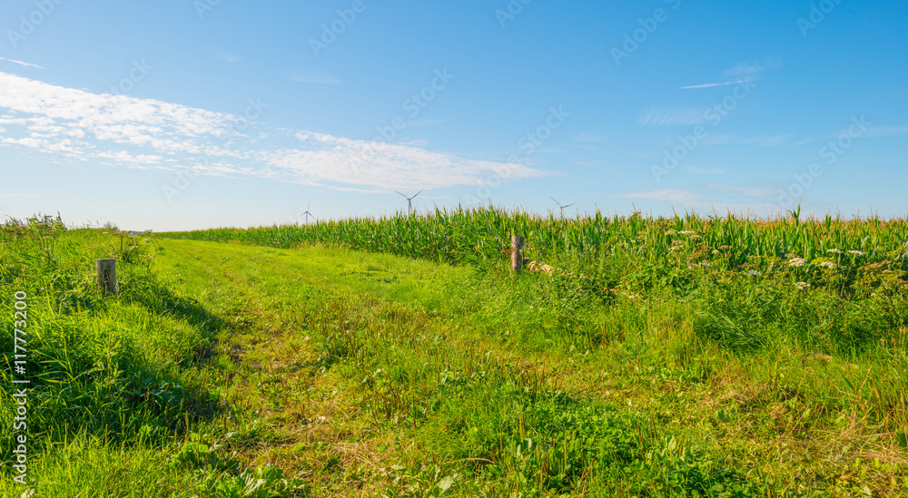 Obraz premium Field with corn in summer