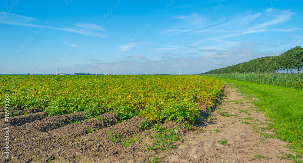Field with potatoes in summer