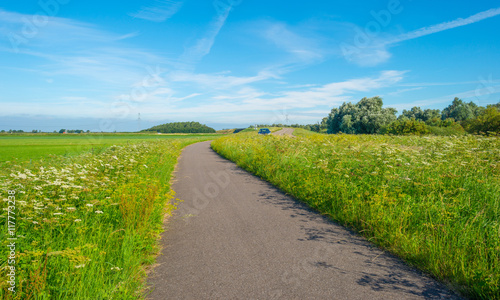 Road through the countryside in summer