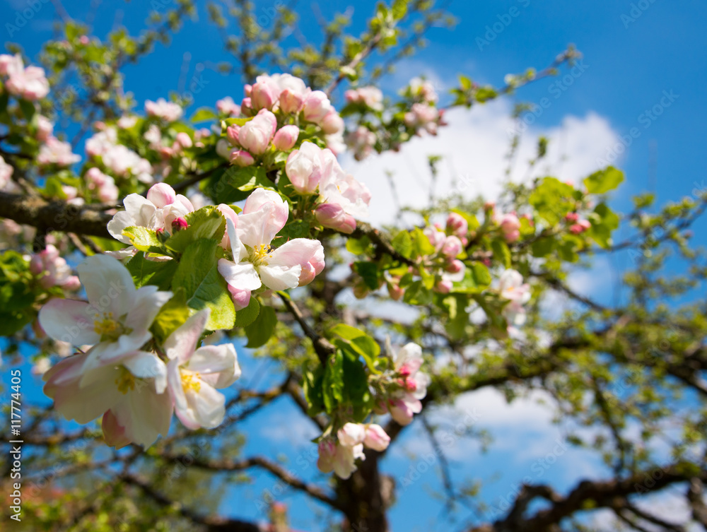 Spring Cherry blossoms, pink flowers