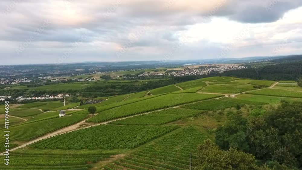 Aerial view of vineyards at dawn - Rheingau-Taununs area, Germany Aerial view of vineyards at dawn - Rheingau-Taununs area, Germany