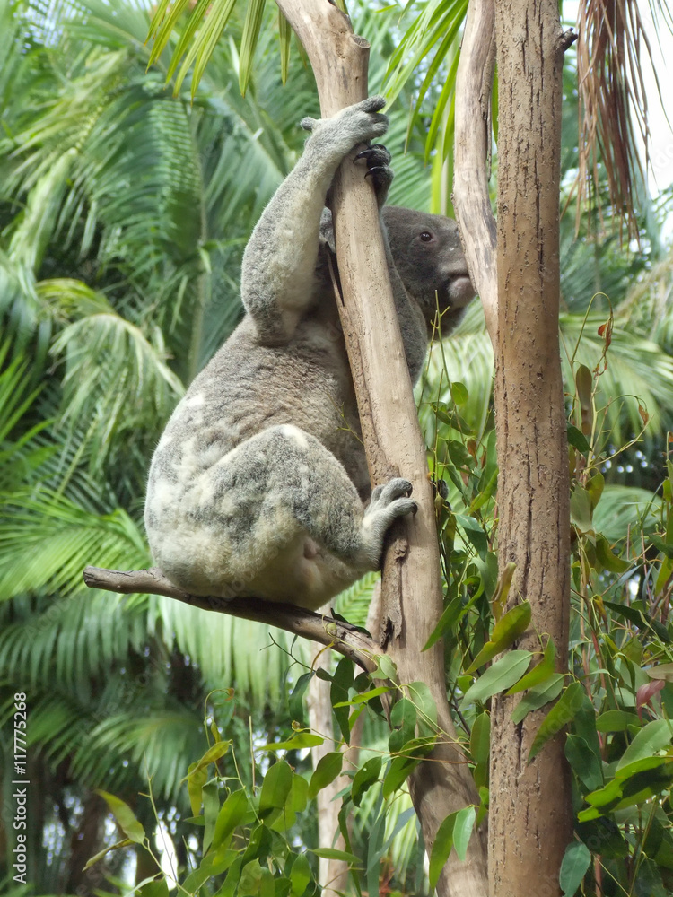 Obraz premium Male Koala climbing tree