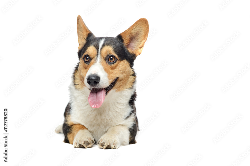 Wlsh Corgi Cardigan Wlsh Corgi Cardigan