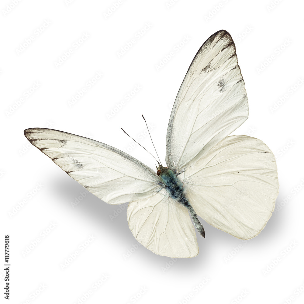 Naklejka premium biały motyl