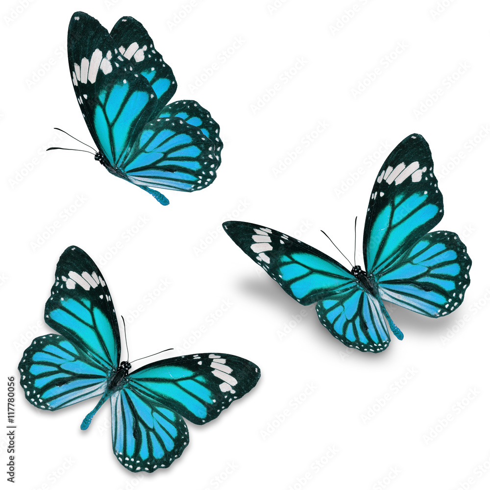 Naklejka premium niebieski motyl monarcha