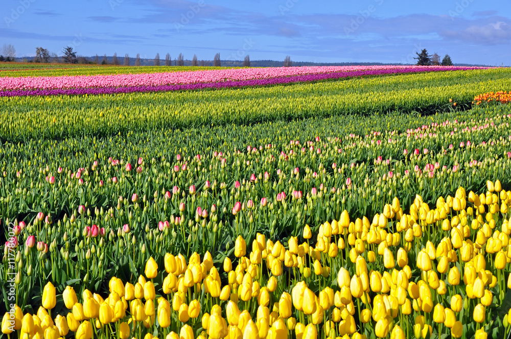 Colorful spring tulip fields with blue sky in background