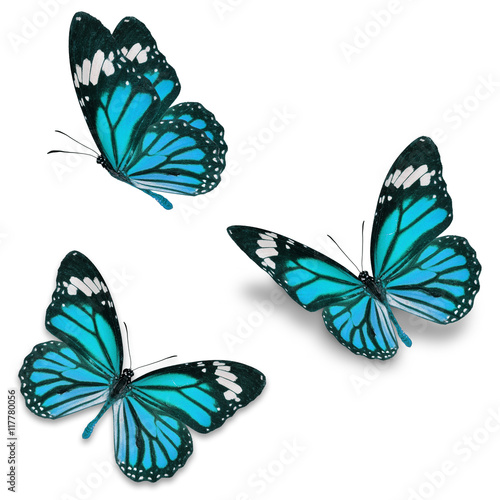 blue monarch butterfly