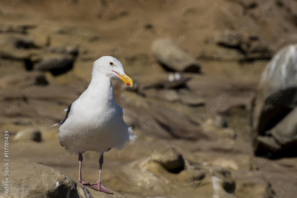 Fototapeta premium California Sea Gull