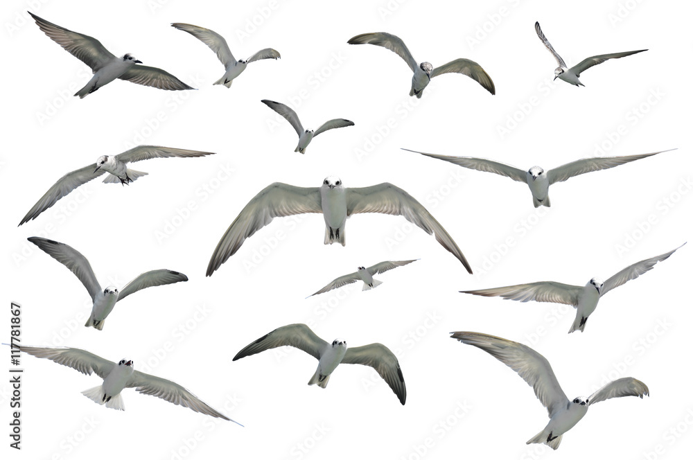 flying seagulls flying seagulls