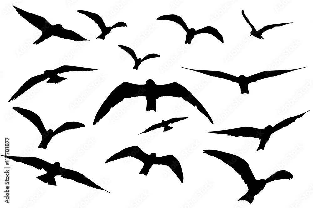 Fototapeta premium flying seagulls