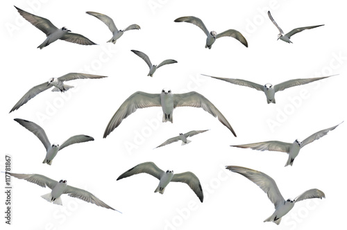 flying seagulls © thawats
