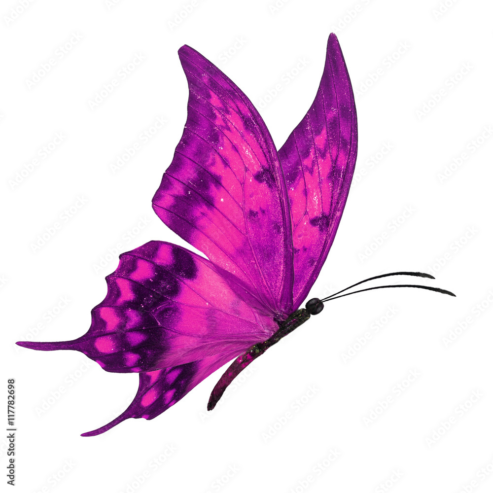 Fototapeta premium pink butterfly flying