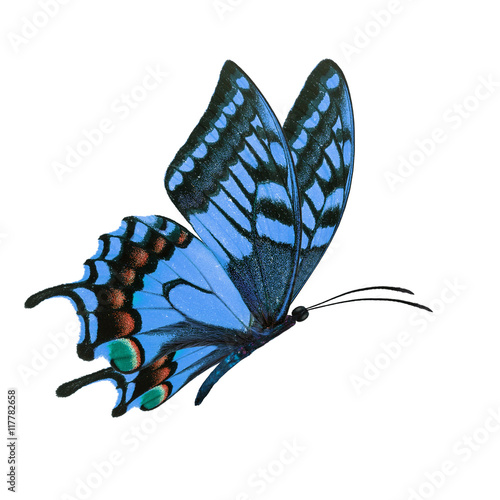 blue butterfy flying