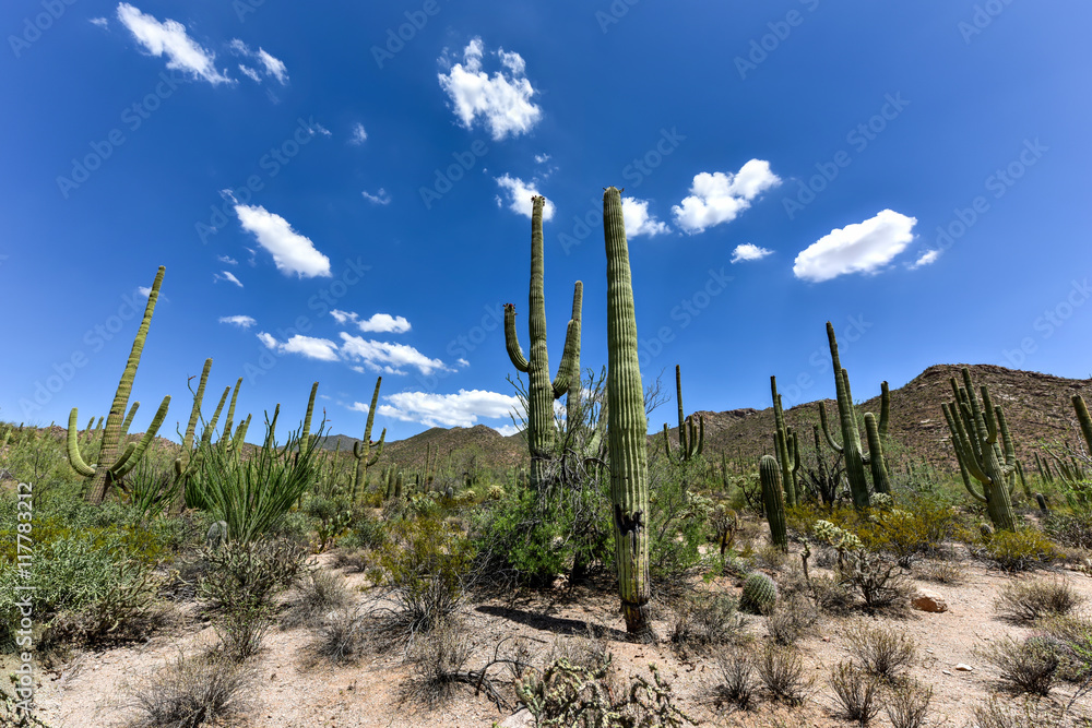 Saguaro National Park