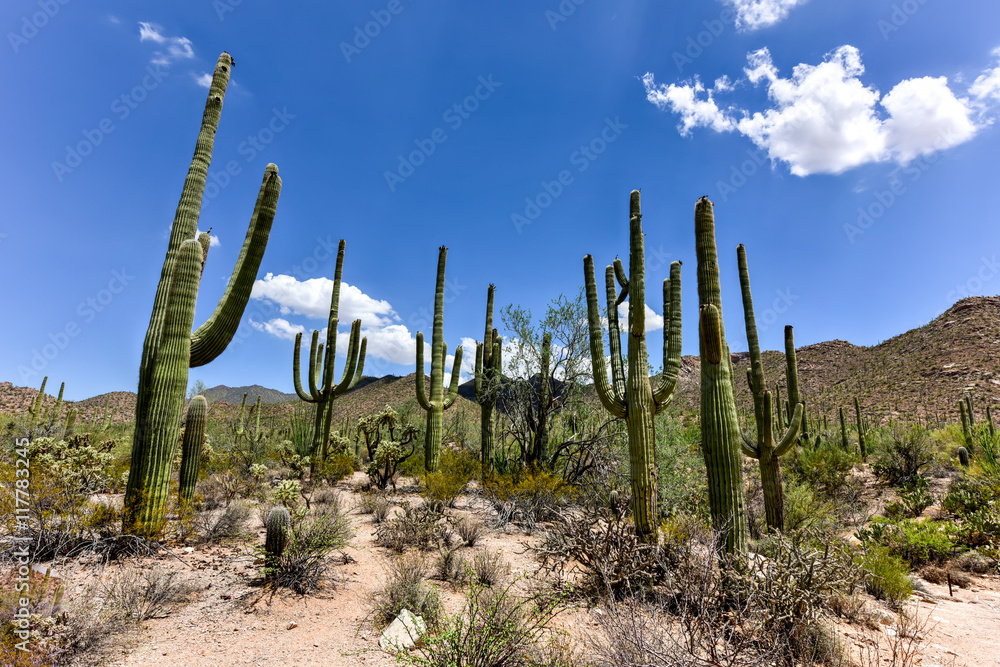 Saguaro National Park