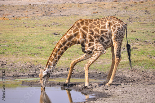 Giraffe taking a quick drink of water. Chobe National Park safari.